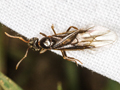 Lasius umbratus